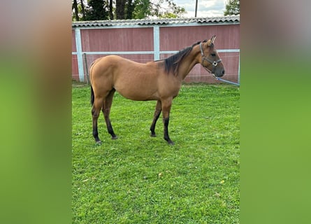 Caballo cuarto de milla, Yegua, 1 año, 152 cm, Dunalino (Cervuno x Palomino)