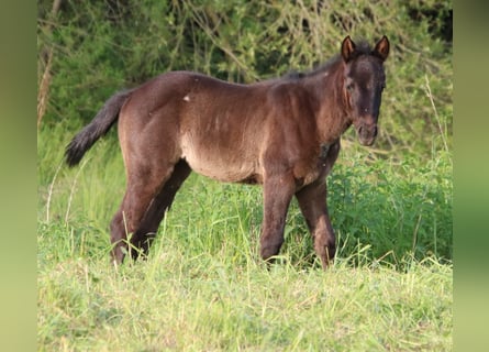 Caballo cuarto de milla, Yegua, 1 año, 152 cm, Ruano azulado