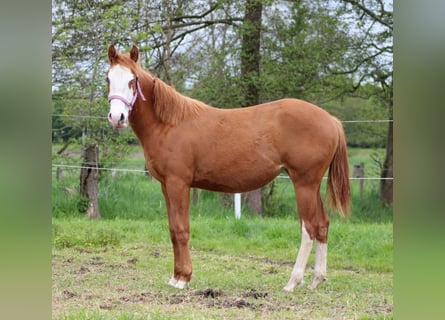 Caballo cuarto de milla, Yegua, 1 año, 153 cm, Alazán