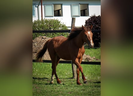 Caballo cuarto de milla, Yegua, 1 año, 163 cm, Alazán