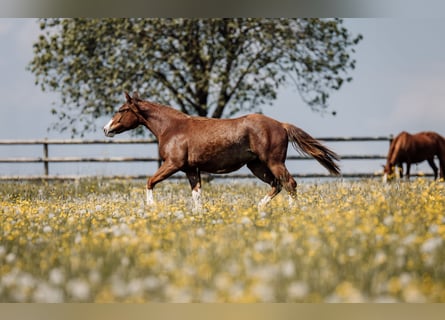 Caballo cuarto de milla, Yegua, 1 año, Alazán-tostado