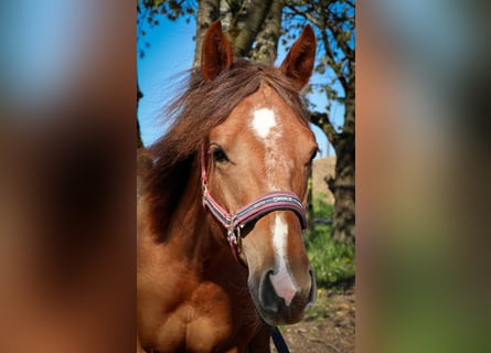 Caballo cuarto de milla, Yegua, 1 año, Alazán