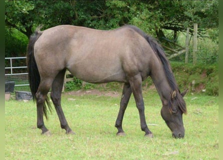 Caballo cuarto de milla, Yegua, 20 años, 147 cm, Grullo