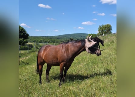 Caballo cuarto de milla, Yegua, 21 años, 145 cm, Castaño
