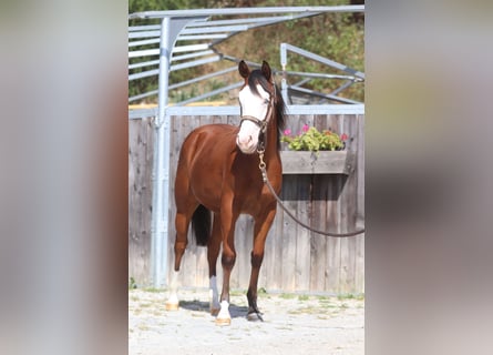 Caballo cuarto de milla, Yegua, 2 años, 130 cm, Castaño oscuro