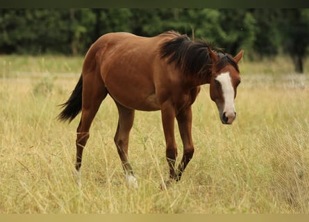 Caballo cuarto de milla, Yegua, 2 años, 142 cm, Castaño