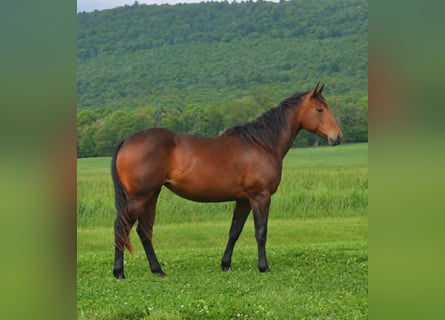 Caballo cuarto de milla, Yegua, 2 años, 142 cm, Castaño
