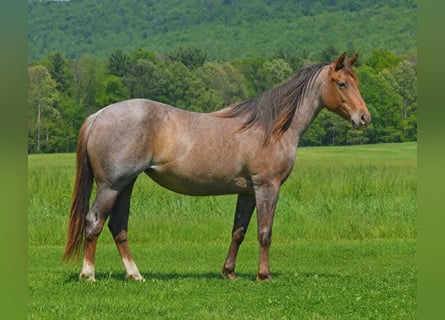 Caballo cuarto de milla, Yegua, 2 años, 142 cm, Ruano alazán