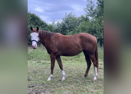 Caballo cuarto de milla, Yegua, 2 años, 144 cm, Alazán