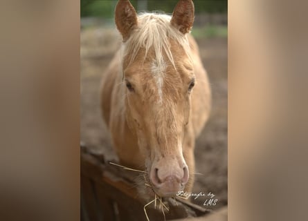 Caballo cuarto de milla, Yegua, 2 años, 145 cm, Champán