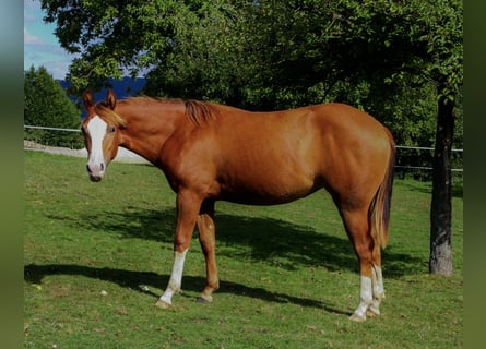 Caballo cuarto de milla, Yegua, 2 años, 148 cm, Alazán