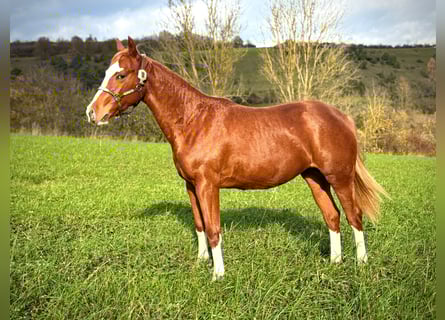Caballo cuarto de milla, Yegua, 2 años, 150 cm, Alazán