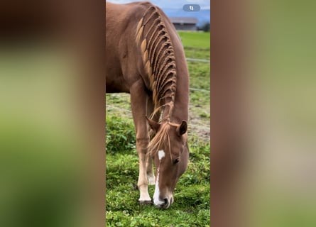 Caballo cuarto de milla, Yegua, 2 años, 150 cm, Alazán