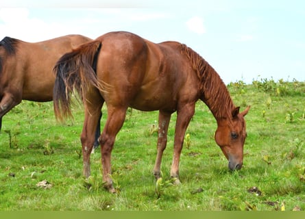 Caballo cuarto de milla, Yegua, 2 años, 150 cm, Alazán-tostado