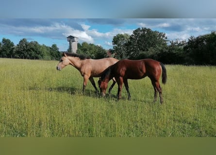 Caballo cuarto de milla, Yegua, 2 años, 150 cm, Buckskin/Bayo