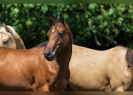 Caballo cuarto de milla, Yegua, 2 años, 150 cm, Castaño