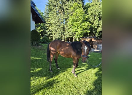 Caballo cuarto de milla, Yegua, 2 años, 150 cm, Castaño oscuro