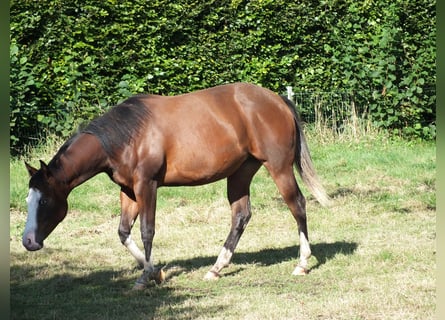 Caballo cuarto de milla, Yegua, 2 años, 150 cm, Castaño