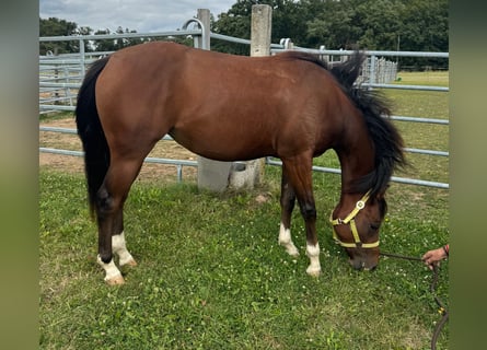 Caballo cuarto de milla, Yegua, 2 años, 150 cm, Castaño