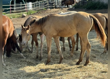 Caballo cuarto de milla Mestizo, Yegua, 2 años, 150 cm, Champán