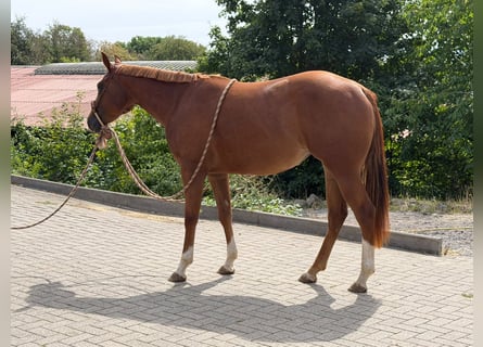 Caballo cuarto de milla, Yegua, 2 años, 152 cm, Alazán