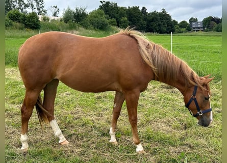 Caballo cuarto de milla, Yegua, 2 años, 152 cm, Alazán