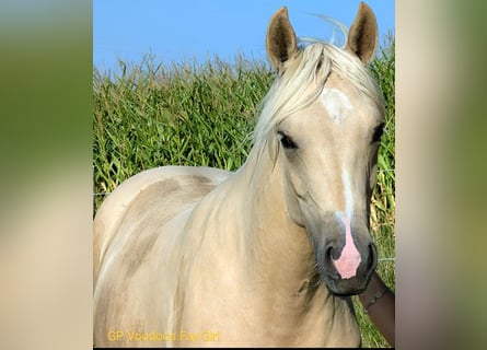 Caballo cuarto de milla, Yegua, 2 años, 152 cm, Palomino