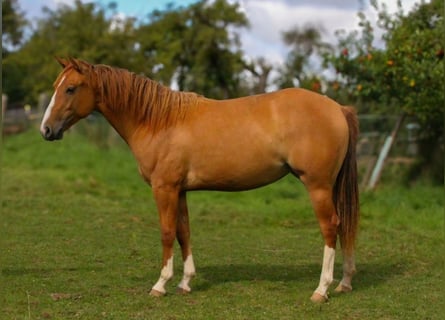 Caballo cuarto de milla, Yegua, 2 años, 152 cm, Red Dun/Cervuno