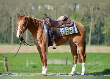 Caballo cuarto de milla, Yegua, 2 años, 152 cm, Red Dun/Cervuno