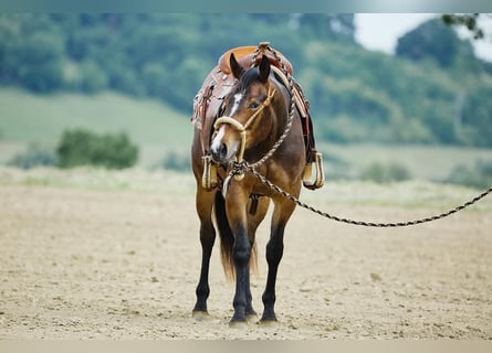 Caballo cuarto de milla, Yegua, 2 años, 153 cm, Castaño oscuro