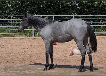 Caballo cuarto de milla, Yegua, 2 años, 153 cm, Ruano azulado