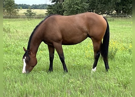 Caballo cuarto de milla, Yegua, 2 años, 155 cm