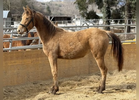 Caballo cuarto de milla Mestizo, Yegua, 2 años, 158 cm, Champán