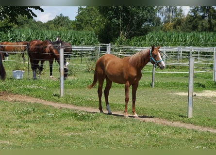 Caballo cuarto de milla, Yegua, 2 años, 160 cm, Alazán