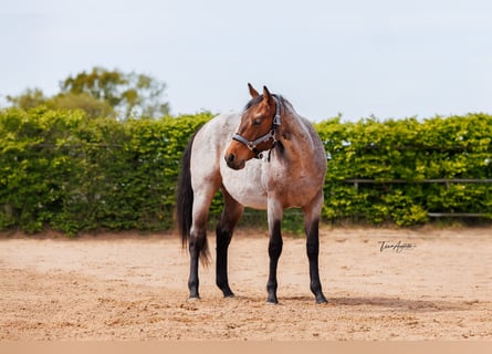 Caballo cuarto de milla, Yegua, 2 años, 160 cm, Castaño-ruano