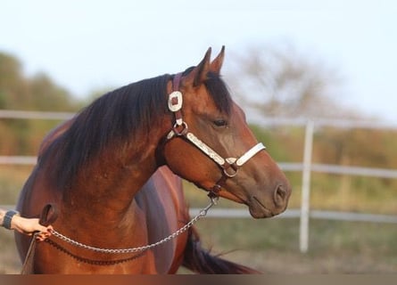 Caballo cuarto de milla, Yegua, 2 años, 160 cm, Castaño