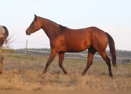 Caballo cuarto de milla, Yegua, 2 años, 160 cm, Castaño