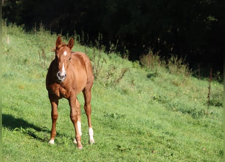 Caballo cuarto de milla, Yegua, 2 años, Alazán