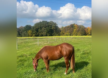 Caballo cuarto de milla, Yegua, 2 años, Alazán-tostado