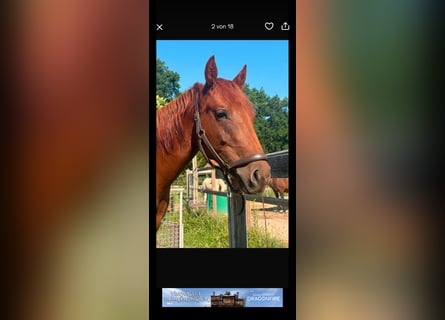 Caballo cuarto de milla, Yegua, 2 años, Alazán