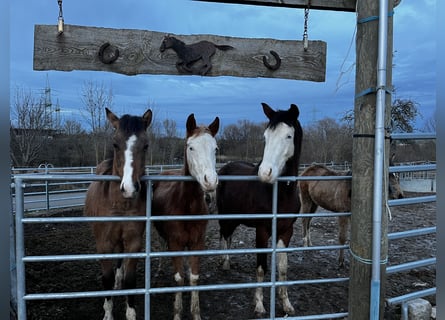 Caballo cuarto de milla, Yegua, 2 años, Grullo