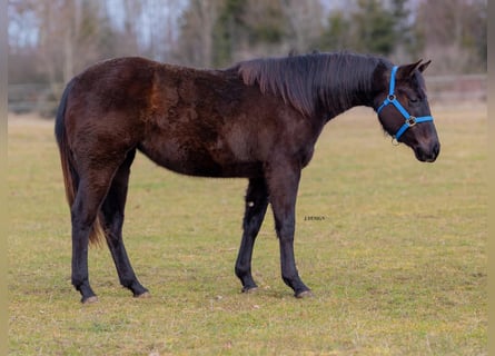 Caballo cuarto de milla, Yegua, 2 años, Negro