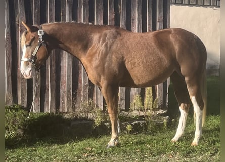 Caballo cuarto de milla, Yegua, 2 años, Palomino