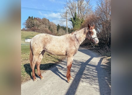 Caballo cuarto de milla, Yegua, 2 años, Ruano alazán