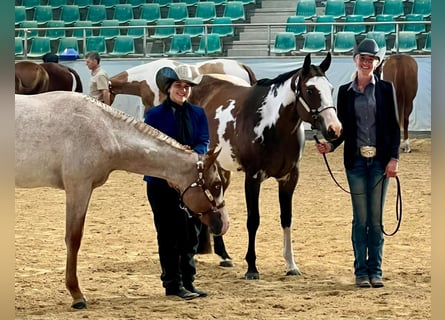Caballo cuarto de milla, Yegua, 2 años, Ruano alazán