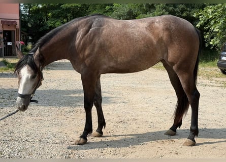 Caballo cuarto de milla, Yegua, 2 años, Tordo