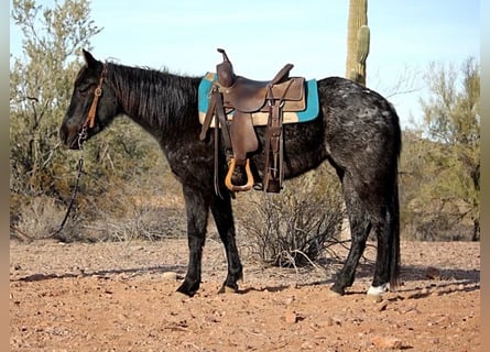 Caballo cuarto de milla, Yegua, 3 años, 142 cm, Ruano azulado