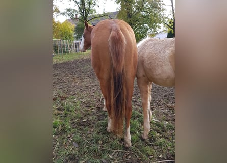 Caballo cuarto de milla, Yegua, 3 años, 145 cm, Alazán-tostado