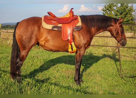 Caballo cuarto de milla, Yegua, 3 años, 145 cm, Castaño