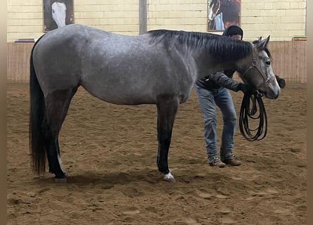 Caballo cuarto de milla, Yegua, 3 años, 146 cm, Tordo